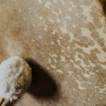 white bird on brown sand